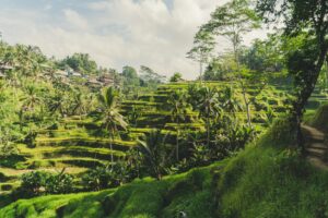 Tegalalang, Ubud